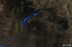 淡水魚ポロリ　