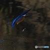 淡水魚ポロリ　