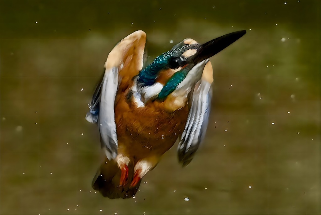 カワセミ　飛翔　