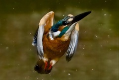 カワセミ　飛翔　