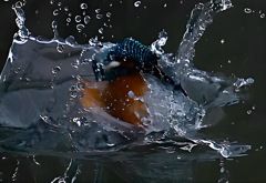 カワセミの眼差し　