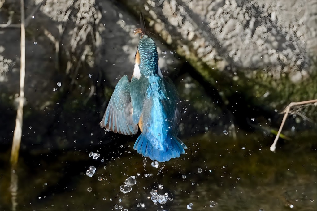 カワセミ　エビ　GET　