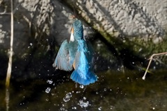 カワセミ　エビ　GET　