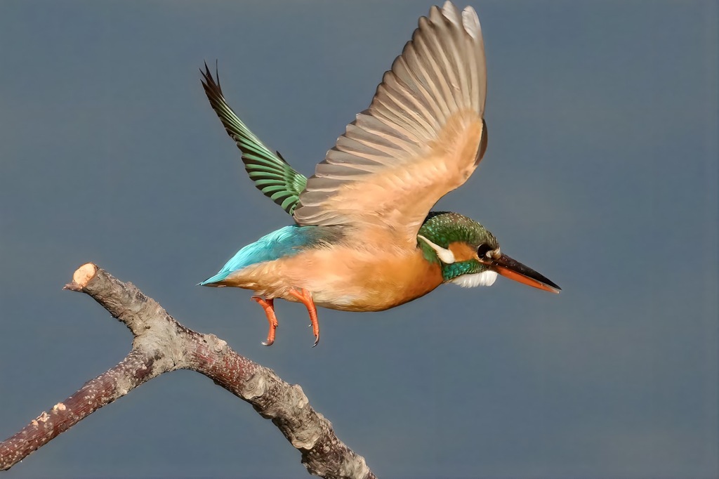 カワセミ　はばたき　