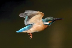 カワセミ　飛翔　