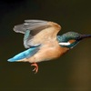 カワセミ　飛翔　