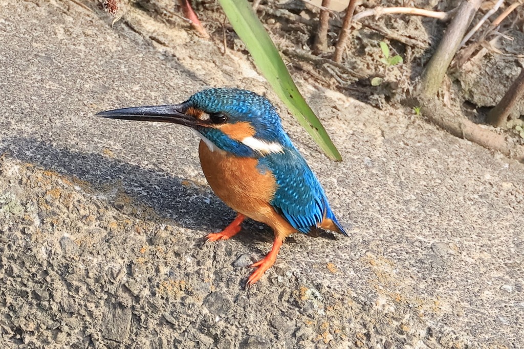 カワセミの眼差し　