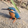カワセミの眼差し　