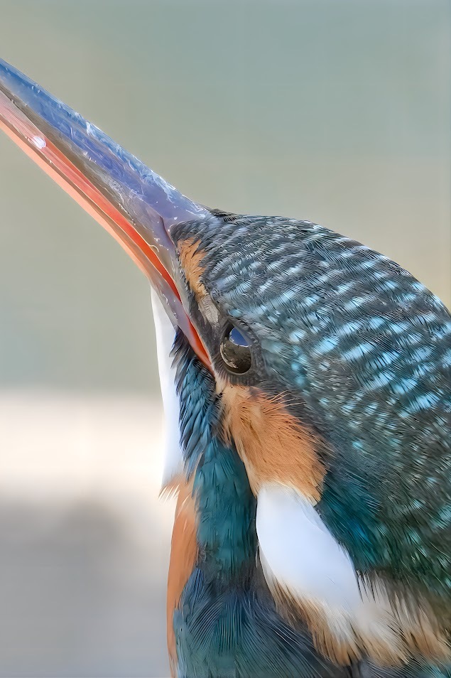カワセミ　上を気にして　