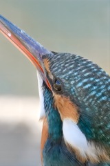 カワセミ　上を気にして　