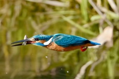 カワセミ　飛翔　