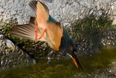 カワセミ　水面へ　