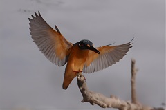 カワセミのはばたき