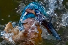 カワセミ　水面から