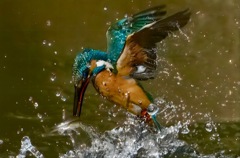 カワセミ　ＧＥＴ　