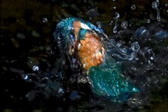 カワセミ　水面から　