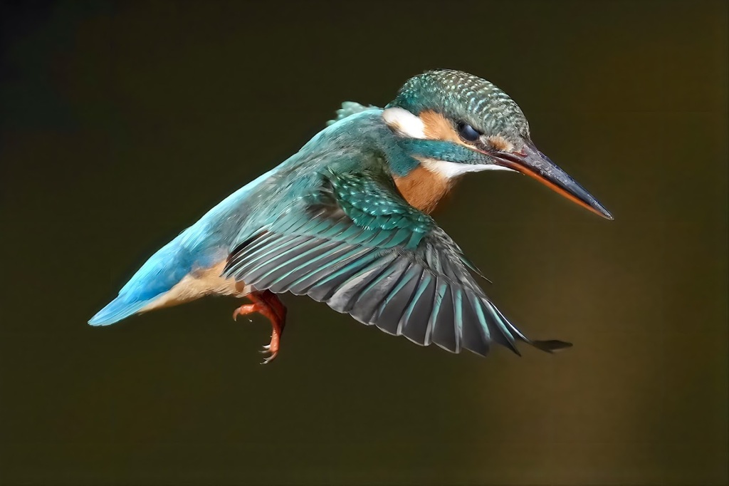 カワセミ　ホバリング