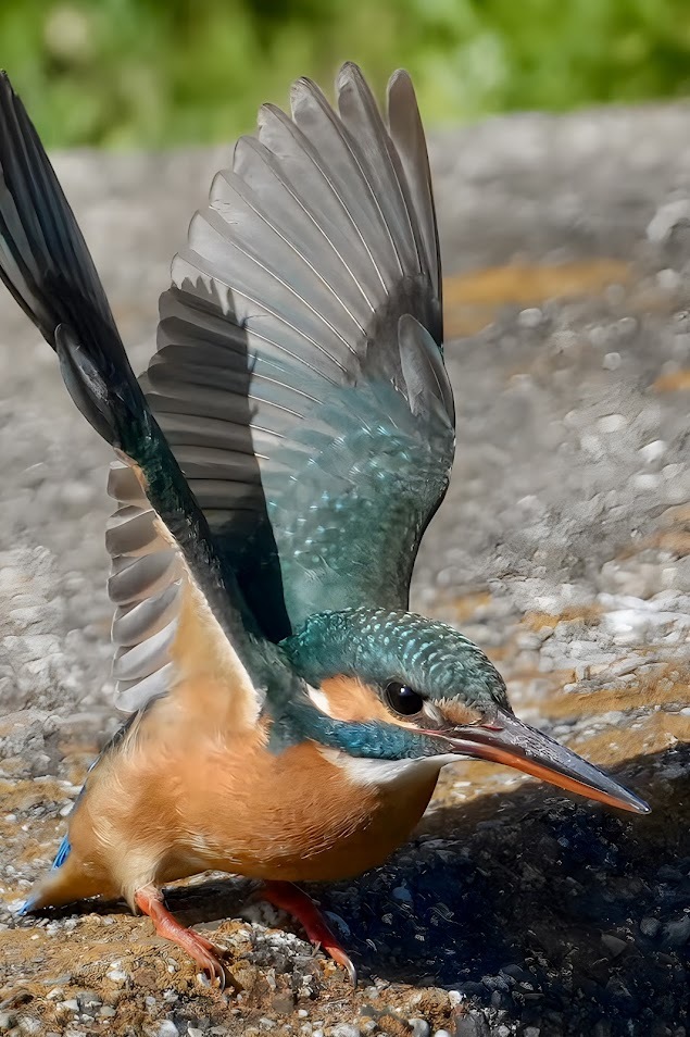 カワセミ　飛び立ち　