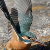 カワセミ　飛び立ち　