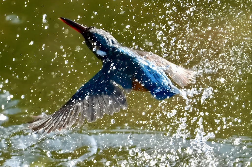 カワセミ　水面から　