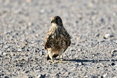 チョウゲンボウ　の散歩