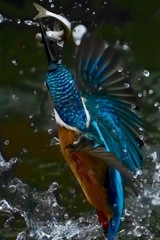 カワセミ　やっと餌をGET　