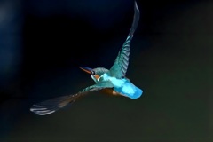 カワセミ　飛翔　