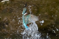 カワセミ　羽ばたき　