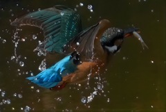 カワセミ　ＧＥＴ　