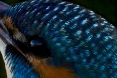 カワセミの綺麗な眼