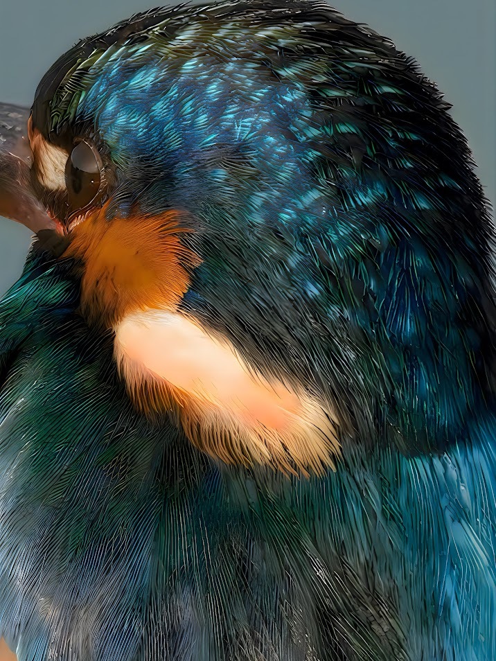 カワセミ　背面　