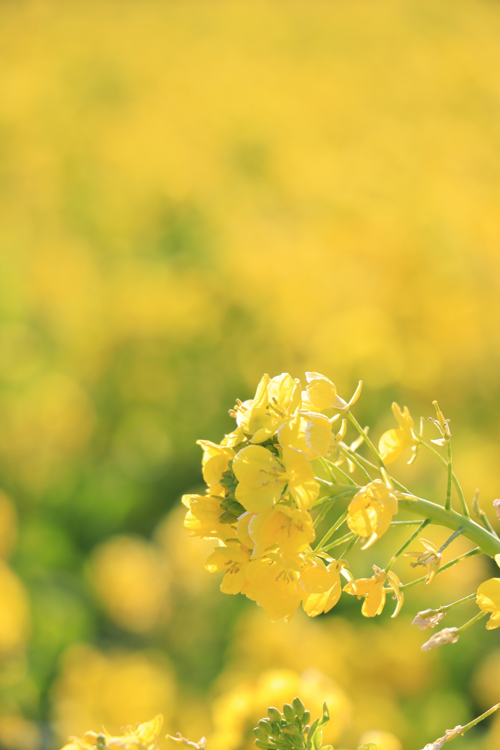 菜の花