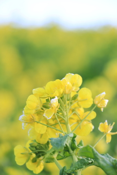 菜の花その2