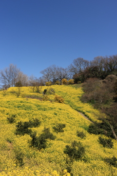 菜の花畑