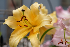 百合08545
