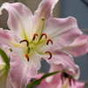百合08516