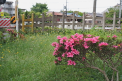 線路沿いのさつき7990