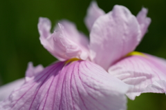 菖蒲08163