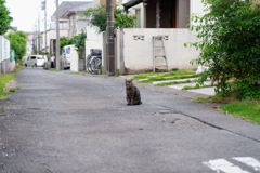 猫07945