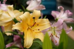 百合08520