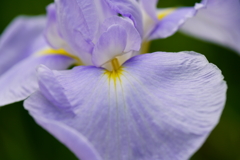 菖蒲08137