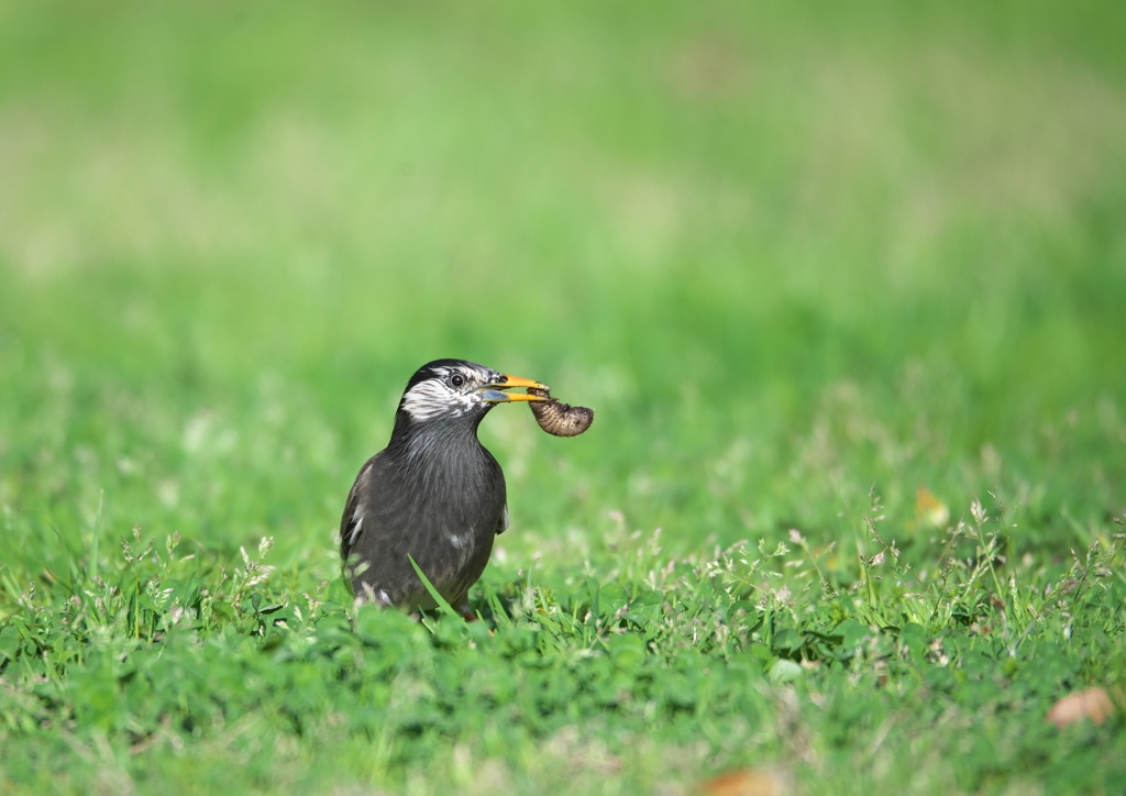 ムクドリと芋虫