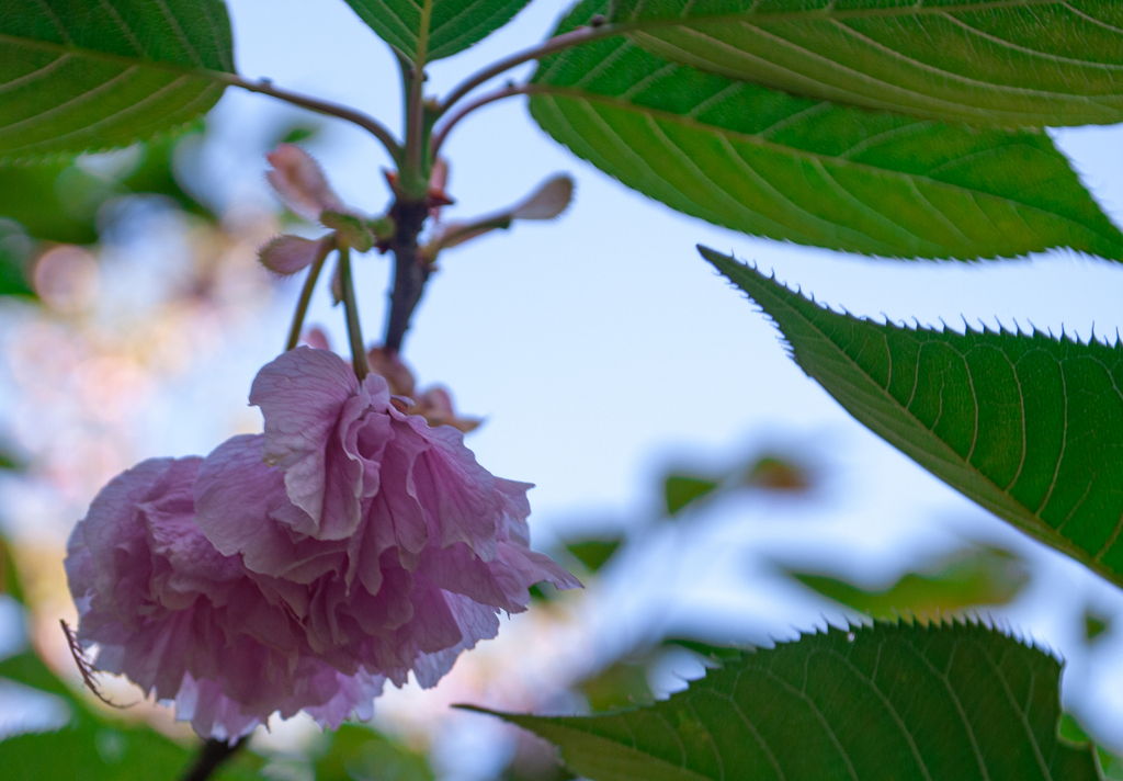 悠久山公園