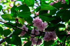 悠久山公園