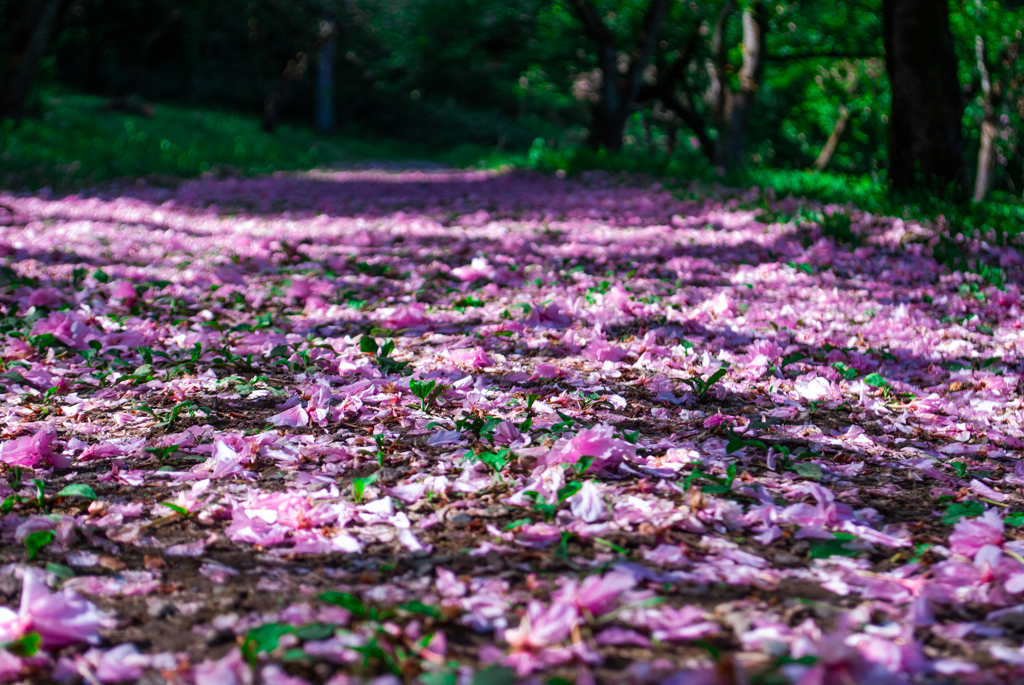 悠久山公園