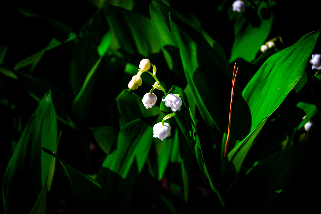 悠久山公園