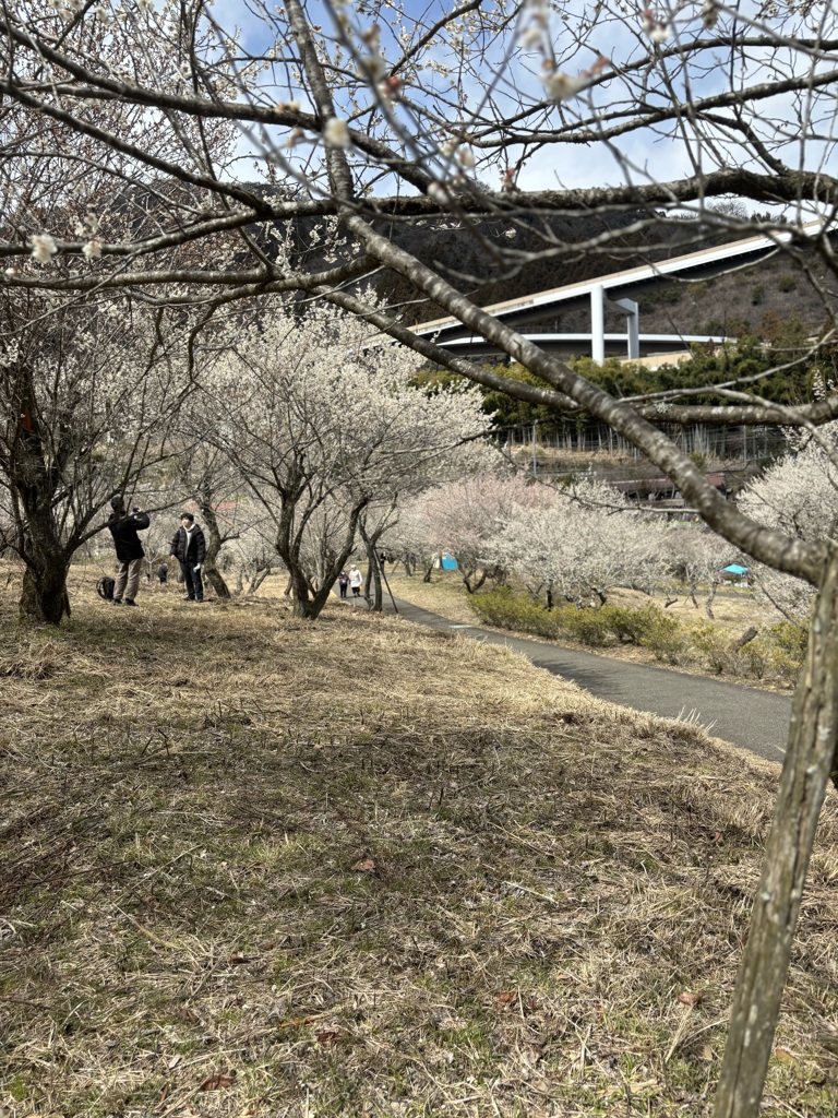 高尾梅郷梅まつり