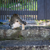 Intrusion