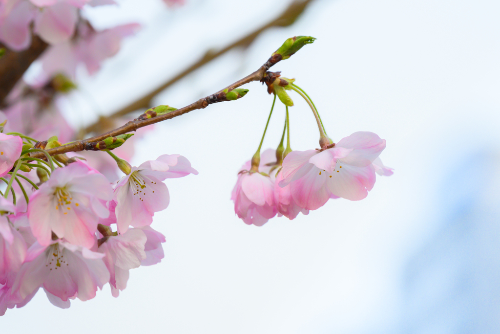 Cherry blossoms