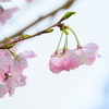 Cherry blossoms